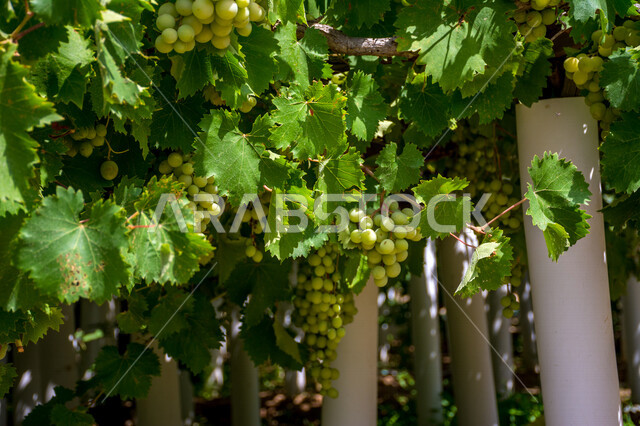 فاكهة العنب الأخضر اللذيذ ، فاكهة العنب الصحية تظهر على شكل عناقيد ، فاكهة صيفية ، مزارع العنب في المملكة العربية السعودية ، عنب بلدي ، أوراق شجرة العنب الخضراء ، عنقود العنب اللذيذ ، الطبيعة في السعودية