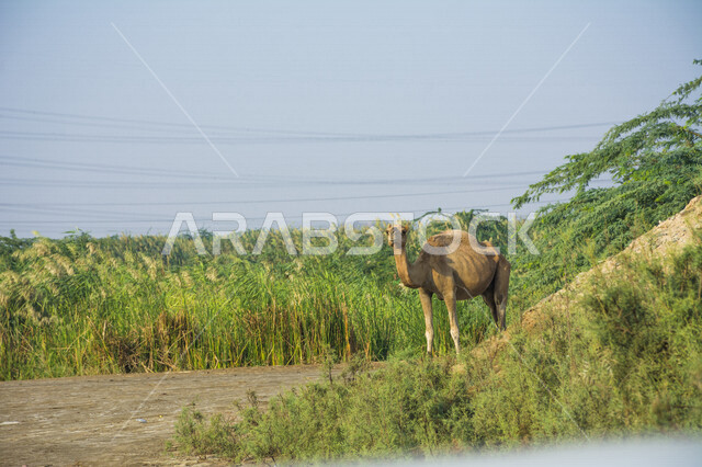 حيوان الجمل يسير في براري المملكه العربيه السعوديه، سفينة الصحراء، محمية برية، سفينة الصحراء، حيوانات ثديية، تربية الجمال والإبل