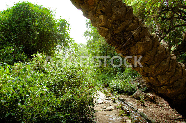 الأشجار الخضراء الكبيرة ذات الجذور التاريخية الممتدة، أماكن الطبيعة الخصبة في قرية ذي عين الأثرية في مدينة الباحة جنوب المملكة، المعالم السياحية التاريخية المشهورة في السعودية، التضاريس الصخرية والقمم والمرتفعات الجبلية، جذب واستقطاب السياح والزوار