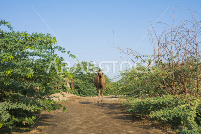 حيوان الجمل يسير في براري المملكه العربيه السعوديه، سفينة الصحراء، محمية برية، سفينة الصحراء، حيوانات ثديية، تربية الجمال والإبل