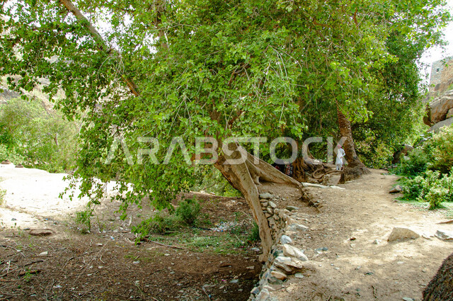 الأشجار الخضراء الكبيرة ذات الجذور التاريخية الممتدة، أماكن الطبيعة الخصبة في قرية ذي عين الأثرية في مدينة الباحة جنوب المملكة، المعالم السياحية التاريخية المشهورة في السعودية، التضاريس الصخرية والقمم والمرتفعات الجبلية، جذب واستقطاب السياح والزوار
