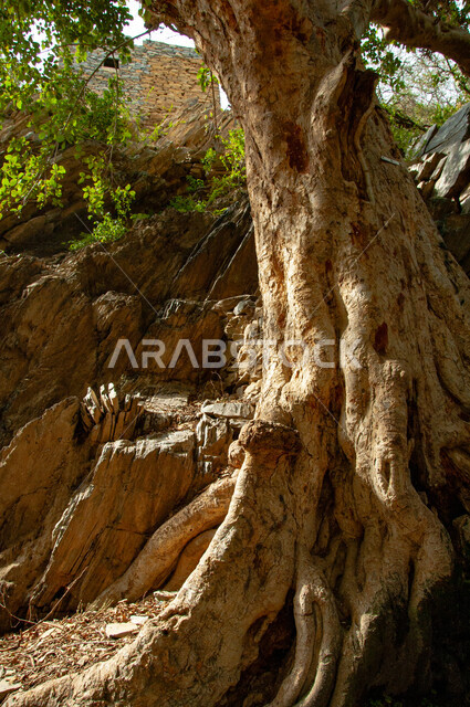 الأشجار الخضراء الكبيرة ذات الجذور التاريخية الممتدة، أماكن الطبيعة الخصبة في قرية ذي عين الأثرية في مدينة الباحة جنوب المملكة، المعالم السياحية التاريخية المشهورة في السعودية، التضاريس الصخرية والقمم والمرتفعات الجبلية، جذب واستقطاب السياح والزوار