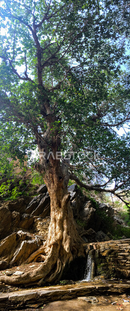 Large green trees with extended historical roots, fertile natural places in the ancient village of Dhi Ain in the city of Al-Baha in the south of the Kingdom, famous historical tourist attractions in Saudi Arabia, rocky terrain, peaks and mountain heights, attracting and attracting tourists and visitors