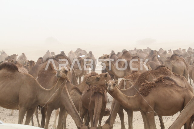 مجموعة من حيوانات الإبل وسط صحراء الليث اثناء العاصفة الرملية، وسيلة نقل قديمة في البادية، حيوان صحراوي شديد الصبر والتحمل، صورة مقربة لقطيع من الجمال يتنقل في محمية طبيعية، تربيه الثدييات والمواشي في مراعي المملكة العربية السعودية