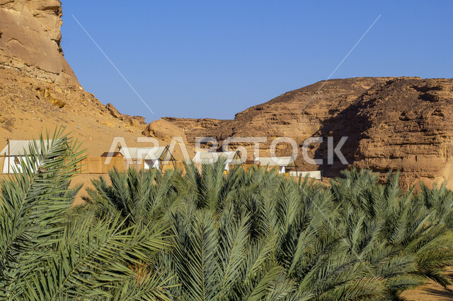 الاهتمام بزراعة أشجار النخيل، مجموعة من الخيام البيضاء في صحراء المملكة العربية السعودية، مغامرة ورحلة ترفيهية، التخييم في المناطق الصحراوية في محافظة العلا، مكان ومنطقة سياحية مشهورة، التكوينات والتشكيلات الصخرية في الصحاري، جلسة وكشتة شبابية في البرية