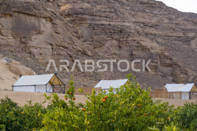 خيام بيضاء على الرمال الذهبية الناعمة، منطقة ومكان سياحي مشهور في صحراء المملكة العربية السعودية، التخييم في المناطق الصحراوية في محافظة العلا، كشتة وجلسة شبابية في البرية، مغامرة ورحلة ترفيهية، التكوينات والتشكيلات الصخرية في الصحاري