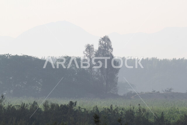 اشجار النخيل والنباتات الخضراء، الاستمتاع بالمناظر الطبيعية في وقت النهار، منظر السماء الملبدة بالغيوم والأجواء الضبابية في طبيعة مكة المكرمة، مكان ومنطقة سياحية في المملكة العربية السعودية، المساحات و الأراضي الزراعية الواسعة