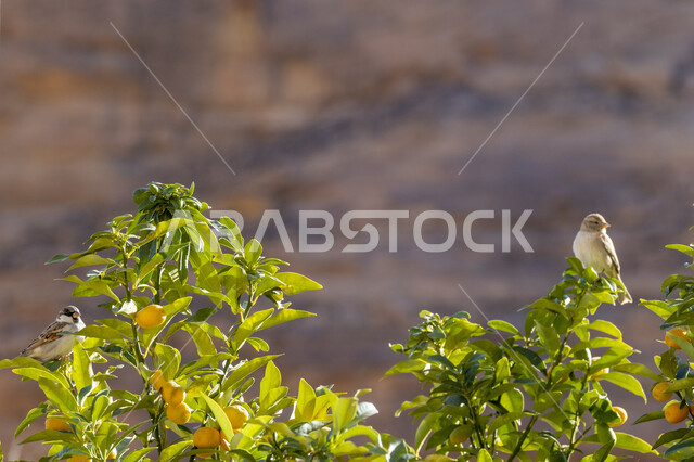 A bird stands on a fresh orange tree branch in AlUla Governorate, an orchard and farm abundant with citrus fruits, a famous natural area in the Kingdom of Saudi Arabia, a local national agricultural crop