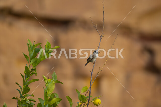 عصفور يقف على غصن شجرة البرتقال الطازجة في محافظة العلا، بستان ومزرعة وفيرة بثمار الحمضيات، محصول زراعي محلي وطني، منطقة طبيعية مشهورة في المملكة العربية السعودية
