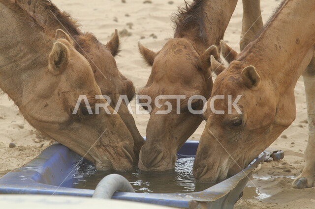 حيوان صحراوي شديد الصبر والتحمل، وسيلة نقل قديمة في البادية، صورة مقربة لمجموعة من حيوانات الإبل يقومون بشرب الماء وسط صحراء الليث، قطيع من الجمال في محمية طبيعية، تربية الثدييات والمواشي في مراعي المملكة العربية السعودية