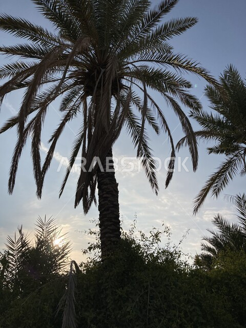 شجر النخل الممتد على مساحات واسعة, جودة المحصول الزراعي السعودي, مزرعة الصباخ في بريدة القصيم في النهار, منتج محلي وطني, موسم حصاد التمور وزراعة الأشجار, مزارع النخيل في المملكة العربية السعودية