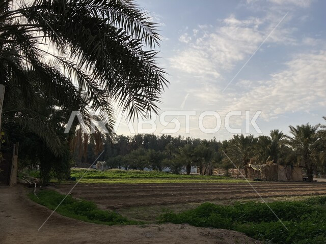 شجر النخل الممتد على مساحات واسعة, جودة المحصول الزراعي السعودي, مزرعة الصباخ في بريدة القصيم في النهار, منتج محلي وطني, موسم حصاد التمور وزراعة الأشجار, مزارع النخيل في المملكة العربية السعودية