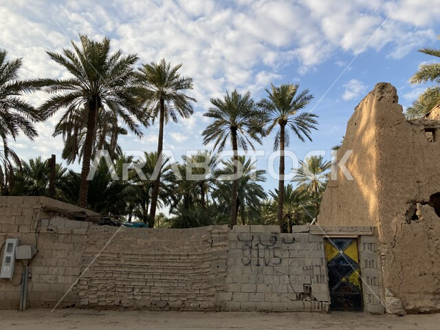 شجر النخل الممتد على مساحات واسعة, جودة المحصول الزراعي السعودي, مزرعة الصباخ في بريدة القصيم في النهار, منتج محلي وطني, موسم حصاد التمور وزراعة الأشجار, مزارع النخيل في المملكة العربية السعودية