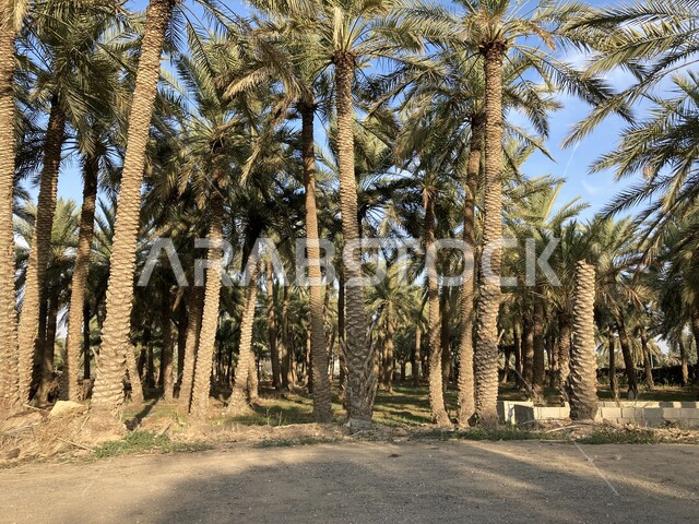 شجر النخل الممتد على مساحات واسعة, جودة المحصول الزراعي السعودي, مزرعة الصباخ في بريدة القصيم في النهار, منتج محلي وطني, موسم حصاد التمور وزراعة الأشجار, مزارع النخيل في المملكة العربية السعودية