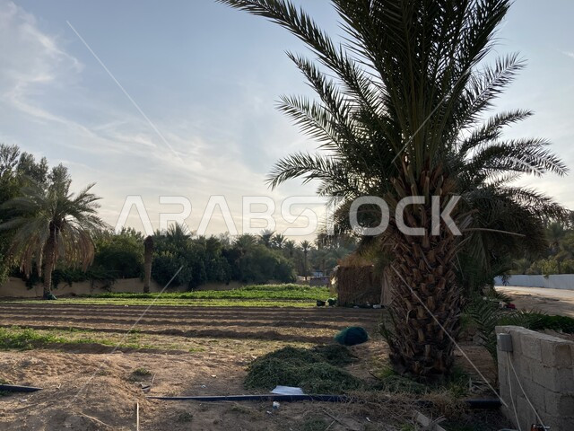 جودة المحصول الزراعي السعودي, مزرعة الصباخ في بريدة القصيم في النهار, منتج محلي وطني, موسم حصاد التمور وزراعة الأشجار, مزارع النخيل في المملكة العربية السعودية, شجر النخل الممتد على مساحات واسعة