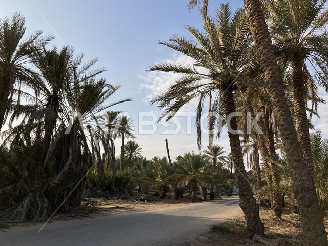 شجر النخل الممتد على مساحات واسعة, جودة المحصول الزراعي السعودي, مزرعة الصباخ في بريدة القصيم في النهار, منتج محلي وطني, موسم حصاد التمور وزراعة الأشجار, مزارع النخيل في المملكة العربية السعودية