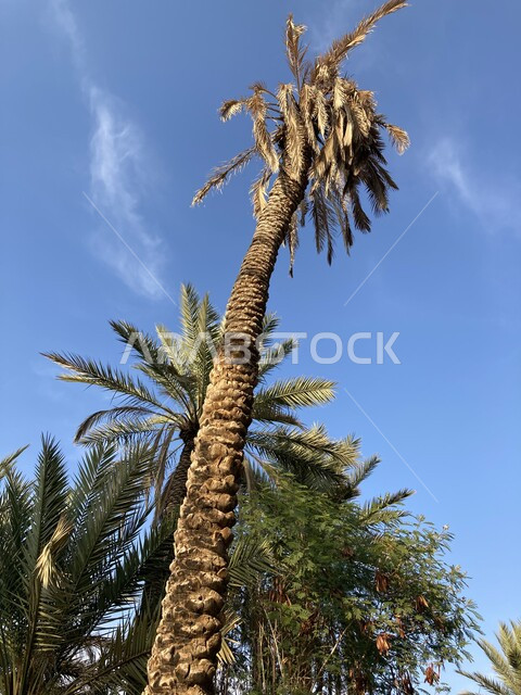 مزارع النخيل في المملكة العربية السعودية, شجر النخل الممتد على مساحات واسعة, جودة المحصول الزراعي السعودي, مزرعة الصباخ في بريدة القصيم في النهار, منتج محلي وطني, موسم حصاد التمور وزراعة الأشجار