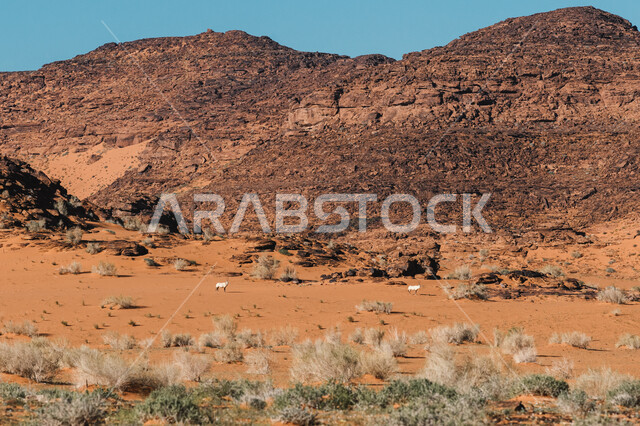 الآثار التاريخية النادرة، المحميات البرية في المملكة العربية السعودية، محمية الملك سلمان بن عبد العزيز الملكية، التنوع الجغرافي الطبيعي، الجبال الوعرة والتشكيلات الصخرية، رعاية الثدييات والمحافظة على الحيوانات المهددة بالانقراض، النباتات والأشجار الخضراء 