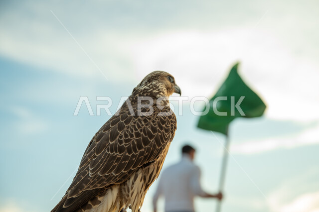 تربية الطيور الجارحة وتدريبها, رمز القوة والتحدي وحدة البصر، الفخر بالتراث السعودي العريق، ذكرى تأسيس الدولة السعودية الأولى 1727م, يوم بدينا 22 فبراير, صورة مقربة لطائر الصقر يقف على أحد الصخور في الطبيعة الصحراوية يقوم بالنظر الى رجل خليجي يحمل علم المملكة