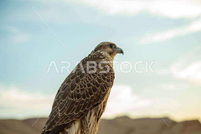 الفخر بالتراث السعودي العريق، رمز القوة والتحدي وحدة البصر، ذكرى تأسيس الدولة السعودية الأولى 1727م, يوم بدينا 22 فبراير, مفهوم حب الوطن والإنتماء اليه, صورة مقربة لطائر الصقر يقف على أحد الصخور في الطبيعة الصحراوية, تربية الطيور الجارحة وتدريبها