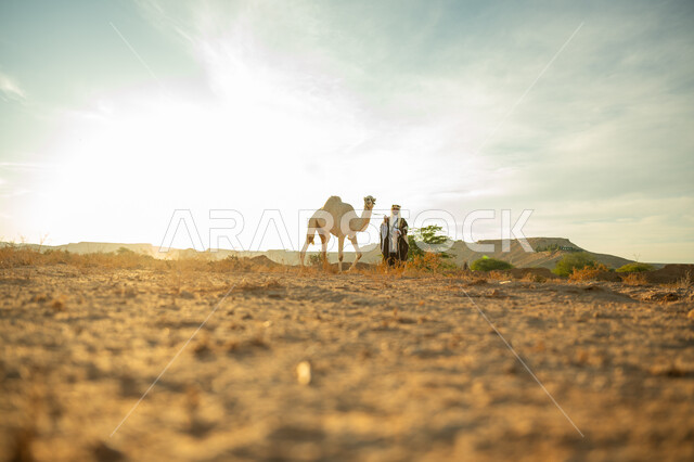 الاهتمام والعناية بتربية حيوانات الجمال، يوم بدينا 22 فبراير، ذكرى تأسيس الدولة السعودية الأولى في 1727م، ارتداء الزي الشعبي في المناسبة الوطنية، ارتباط الإبل بالأصالة والعراقة، رجل عربي خليجي سعودي يرتدي العقال الذهبي والبشت يقف بجانب حيوان الجمل في الصحراء
