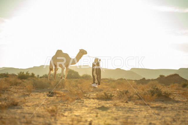 الاهتمام والعناية بتربية حيوانات الجمال، يوم بدينا 22 فبراير، رجل عربي خليجي سعودي يرتدي العقال الذهبي والبشت يقف بجانب حيوان الجمل في الصحراء, ارتباط الإبل بالأصالة والعراقة، ارتداء الزي الشعبي في المناسبة الوطنية، ذكرى تأسيس الدولة السعودية الأولى في 1727م