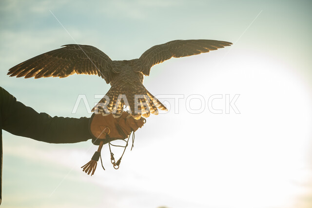 ذكرى تاسيس الدولة السعوديه الاولى 1727م, يوم بدينا 22 فبراير، مفهوم الافتراس وحدة البصر, محمية طبيعية لتربية الطائر الجارح في السعودية، صورة مقربة ليد امرأة عربية خليجية سعودية يقف على يدها الصقر, مناسبة وطنية شعبيه, مكانة الصقور في التاريخ السعودي