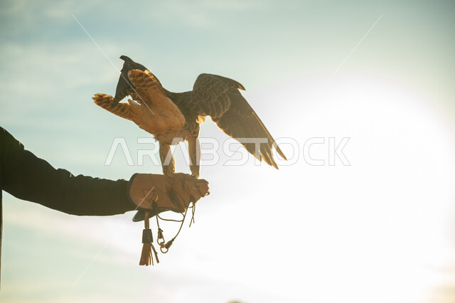 يوم بدينا 22 فبراير، مفهوم الافتراس وحدة البصر, محمية طبيعية لتربية الطائر الجارح في السعودية، صورة مقربة ليد امرأة عربية خليجية سعودية يقف على يدها الصقر, ذكرى تاسيس الدوله السعوديه الاولى 1727م, مناسبة وطنية شعبيه, مكانة الصقور في التاريخ السعودي