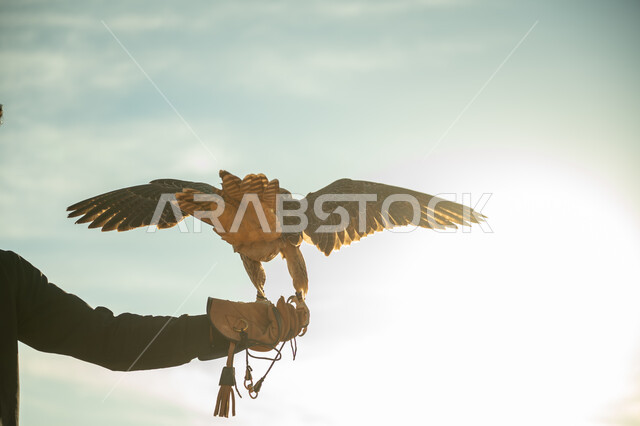 محمية طبيعية لتربية الطائر الجارح في السعودية، مفهوم الافتراس وحدة البصر, صورة مقربة ليد امرأة عربية خليجية سعودية يقف على يدها الصقر, يوم بدينا 22 فبراير ، ذكرى تاسيس الدوله السعوديه الاولى 1727م, مناسبة وطنية شعبيه, مكانة الصقور في التاريخ السعودي