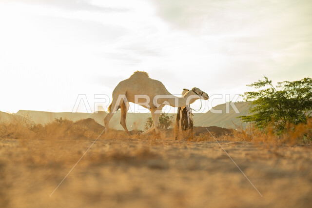 يوم بدينا 22 فبراير، ارتداء الزي الشعبي في المناسبة الوطنية، ارتباط الإبل بالأصالة والعراقة، الاهتمام والعناية بتربية حيوانات الجمال، رجل عربي خليجي سعودي يرتدي العقال الذهبي والبشت يمشي مع حيوان الجمل في الصحراء، ذكرى تأسيس الدولة السعودية الأولى في 1727م
