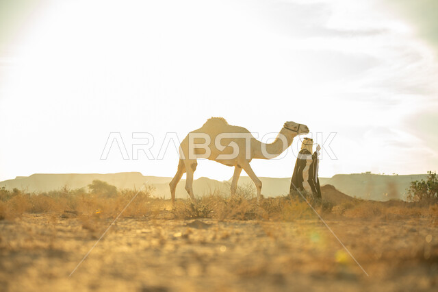 يوم بدينا 22 فبراير، ارتداء الزي الشعبي في المناسبة الوطنية، ارتباط الإبل بالأصالة والعراقة، الاهتمام والعناية بتربية حيوانات الجمال، رجل عربي خليجي سعودي يرتدي العقال الذهبي والبشت يمشي مع حيوان الجمل في الصحراء، ذكرى تأسيس الدولة السعودية الأولى في 1727م