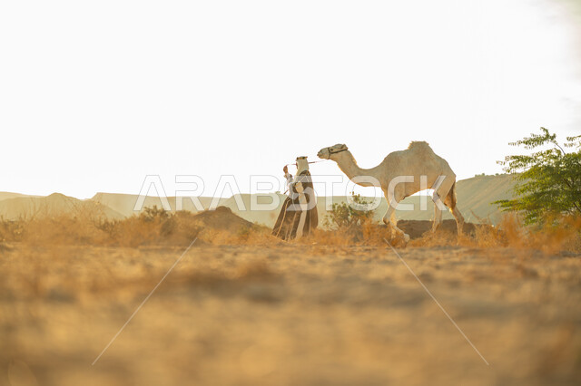 الاهتمام والعناية بتربية حيوانات الجمال، يوم بدينا 22 فبراير، ارتداء الزي الشعبي في المناسبة الوطنية، ارتباط الإبل بالأصالة والعراقة، رجل عربي خليجي سعودي يرتدي العقال الذهبي والبشت يمشي مع حيوان الجمل في الصحراء، ذكرى تأسيس الدولة السعودية الأولى في 1727م