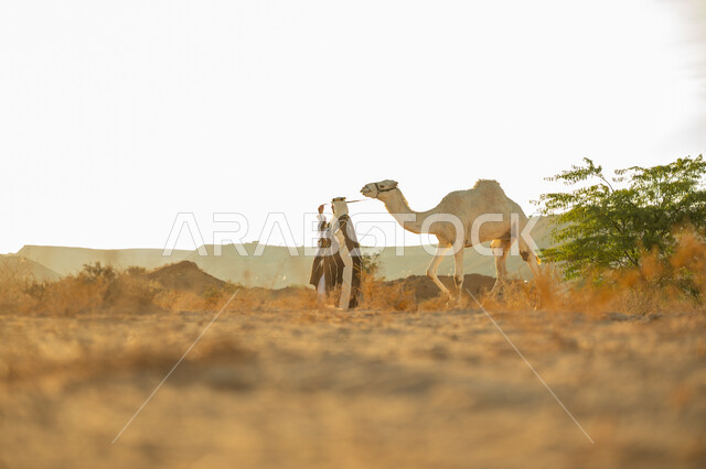 الاهتمام والعناية بتربية حيوانات الجمال، يوم بدينا 22 فبراير، ارتداء الزي الشعبي في المناسبة الوطنية، ارتباط الإبل بالأصالة والعراقة، رجل عربي خليجي سعودي يرتدي العقال الذهبي والبشت يمشي مع حيوان الجمل في الصحراء، ذكرى تأسيس الدولة السعودية الأولى في 1727م