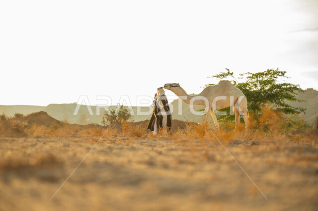 يوم بدينا 22 فبراير، ارتداء الزي الشعبي في المناسبة الوطنية، ارتباط الإبل بالأصالة والعراقة، الاهتمام والعناية بتربية حيوانات الجمال، رجل عربي خليجي سعودي يرتدي العقال الذهبي والبشت يمشي مع حيوان الجمل في الصحراء، ذكرى تأسيس الدولة السعودية الأولى في 1727م