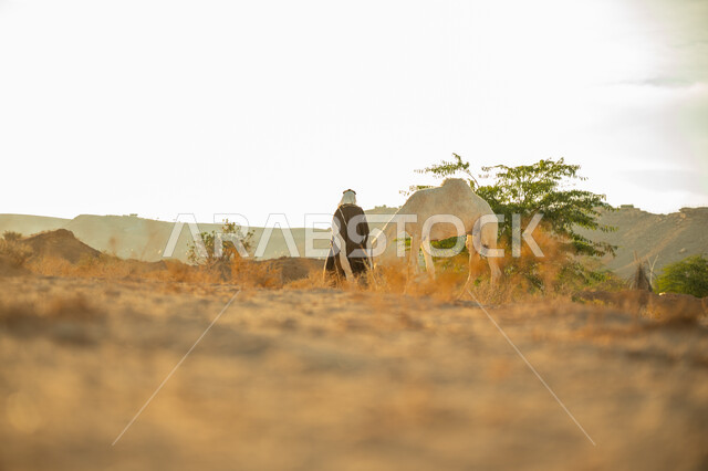 يوم بدينا 22 فبراير، ارتداء الزي الشعبي في المناسبة الوطنية، ارتباط الإبل بالأصالة والعراقة، الاهتمام والعناية بتربية حيوانات الجمال، رجل عربي خليجي سعودي يرتدي العقال الذهبي والبشت يقف بجانب حيوان الجمل في الصحراء، ذكرى تأسيس الدولة السعودية الأولى في 1727م