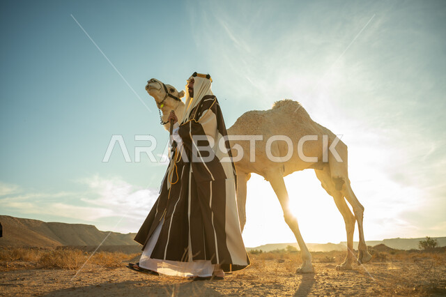 ارتباط الإبل بالأصالة والعراقة، الاهتمام و العناية بتربية حيوانات الجمال، ذكرى تأسيس الدولة السعودية الأولى في 1727م، ارتداء الزي الشعبي في المناسبة الوطنية، رجل عربي خليجي سعودي يرتدي العقال الذهبي والبشت يمشي مع حيوان الجمل في الصحراء، يوم بدينا 22 فبراير