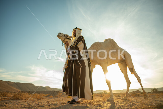 ارتباط الإبل بالأصالة والعراقة، الاهتمام و العناية بتربية حيوانات الجمال، ذكرى تأسيس الدولة السعودية الأولى في 1727م، ارتداء الزي الشعبي في المناسبة الوطنية، رجل عربي خليجي سعودي يرتدي العقال الذهبي والبشت يقف بجانب حيوان الجمل في الصحراء، يوم بدينا 22 فبراير