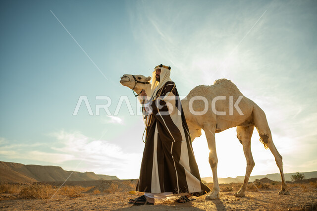 ذكرى تأسيس الدولة السعودية الأولى في 1727م، ارتداء الزي الشعبي في المناسبة الوطنية، ارتباط الإبل بالأصالة والعراقة، العناية والاهتمام بتربية حيوانات الجمال، رجل عربي خليجي سعودي يرتدي العقال الذهبي والبشت يمشي مع حيوان الجمل في الصحراء، يوم بدينا 22 فبراير