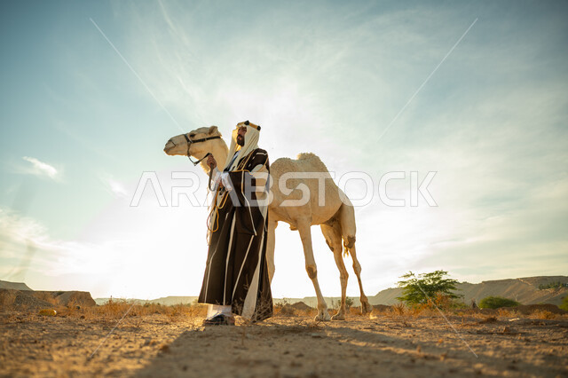 ذكرى تأسيس الدولة السعودية الأولى في 1727م، ارتداء الزي الشعبي في المناسبة الوطنية، ارتباط الإبل بالأصالة والعراقة، العناية والاهتمام بتربية حيوانات الجمال، رجل عربي خليجي سعودي يرتدي العقال الذهبي والبشت يقف بجانب حيوان الجمل في الصحراء، يوم بدينا 22 فبراير