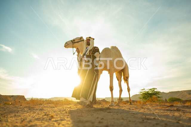 الاهتمام و العناية بتربية حيوانات الجمال، ذكرى تأسيس الدولة السعودية الأولى في 1727م، ارتداء الزي الشعبي في المناسبة الوطنية، ارتباط الإبل بالأصالة والعراقة، رجل عربي خليجي سعودي يرتدي العقال الذهبي والبشت يقف بجانب حيوان الجمل في الصحراء، يوم بدينا 22 فبراير