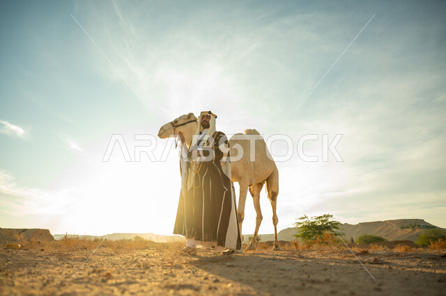 يوم بدينا 22 فبراير، ارتداء الزي الشعبي في المناسبة الوطنية، ارتباط الإبل بالأصالة والعراقة، العناية والاهتمام بتربية حيوانات الجمال، رجل عربي خليجي سعودي يرتدي العقال الذهبي والبشت يقف بجانب حيوان الجمل في الصحراء، ذكرى تأسيس الدولة السعودية الأولى في 1727م