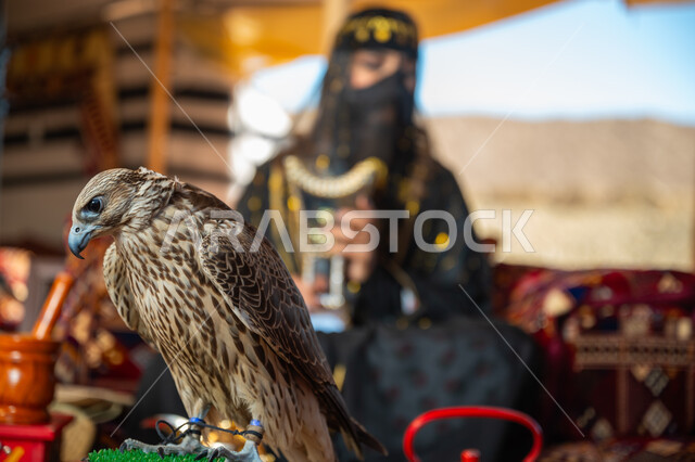 يوم بدينا 22 فبراير، الافتراس وحدة البصر, اتباع عادات وتقاليد دول الخليج بالتبخر، مكانة الصقور في التاريخ السعودي, ذكرى تأسيس الدوله السعوديه الأولى 1727م, امرأة عربية خليجية سعودية ترتدي الزي الشعبي للأعياد الوطنية والبرقع تحمل بيدها المبخرة وأمامها الصقر