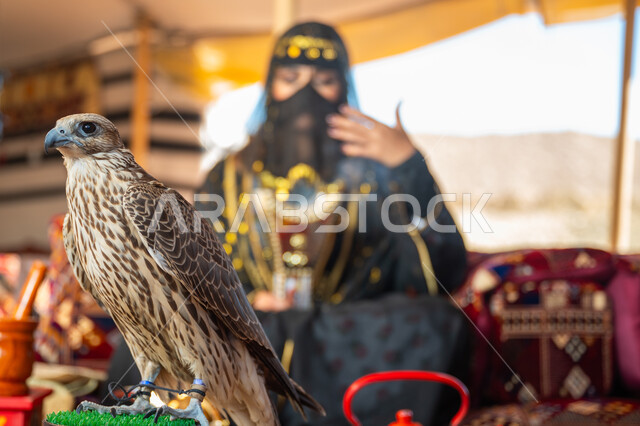 Following the customs and traditions of the Gulf countries in evaporation, the status of falcons in Saudi history, the anniversary of the founding of the first Saudi state 1727 AD, the day we started February 22, predation and sharp eyesight, a Saudi Gulf Arab woman wearing the traditional dress for national holidays and the burqa, holding an incense burner in her hand and a falcon in front of her