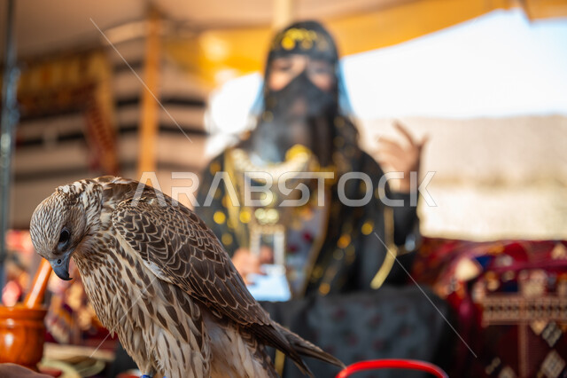 الافتراس وحدة البصر, اتباع عادات وتقاليد دول الخليج بالتبخر، مكانة الصقور في التاريخ السعودي, ذكرى تأسيس الدوله السعوديه الأولى 1727م, يوم بدينا 22 فبراير، امرأة عربية خليجية سعودية ترتدي الزي الشعبي للأعياد الوطنية والبرقع تحمل بيدها المبخرة وأمامها الصقر