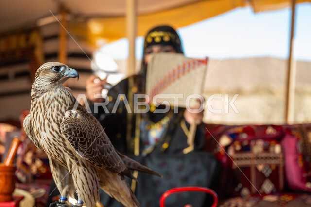 تربية الطائر الجارح في دول الخليج, مكانة الصقور في التاريخ السعودي, ذكرى تأسيس الدوله السعوديه الأولى 1727م, يوم بدينا 22 فبراير، امرأة عربية خليجية سعودية ترتدي الزي الشعبي للأعياد الوطنية والبرقع تجلس في خيمة تمسك بيدها مروحة يدوية وأمامها طائر الصقر
