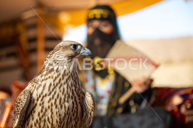 تربية الطائر الجارح في دول الخليج, مكانة الصقور في التاريخ السعودي, ذكرى تأسيس الدوله السعوديه الأولى 1727م, يوم بدينا 22 فبراير، امرأة عربية خليجية سعودية ترتدي الزي الشعبي للأعياد الوطنية والبرقع تجلس في خيمة تمسك بيدها مروحة يدوية وأمامها طائر الصقر