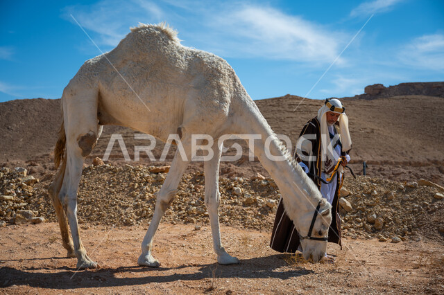 ارتداء الزي الشعبي في المناسبة الوطنية، يوم بدينا  22 فبراير، الاهتمام والعناية بتربية حيوانات الجمال، رجل عربي خليجي سعودي يرتدي العقال الذهبي والبشت يقود حيوان الجمل في الصحراء, ذكرى تأسيس الدولة السعودية الأولى في 1727م, ارتباط الإبل بالأصالة والعراقة
