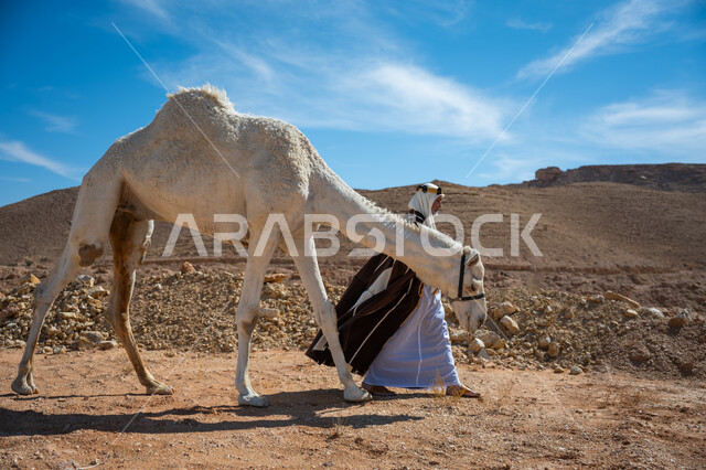 يوم بدينا  22 فبراير، الاهتمام والعناية بتربية حيوانات الجمال، رجل عربي خليجي سعودي يرتدي العقال الذهبي والبشت يقود حيوان الجمل في الصحراء, ذكرى تأسيس الدولة السعودية الأولى في 1727م, ارتداء الزي الشعبي في المناسبة الوطنية، ارتباط الإبل بالأصالة والعراقة