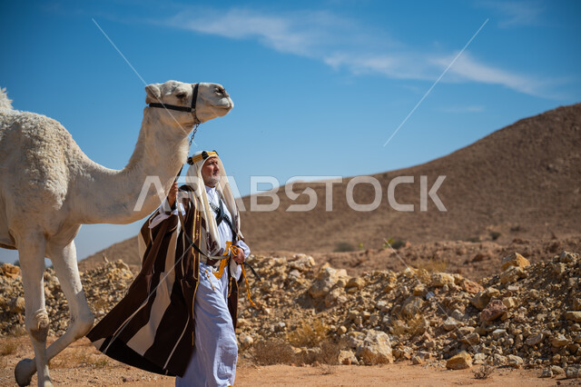 ذكرى تأسيس الدولة السعودية الأولى في 1727م, الاهتمام والعناية بتربية حيوانات الجمال، رجل عربي خليجي سعودي يرتدي العقال الذهبي والبشت يقود حيوان الجمل في الصحراء, ارتداء الزي الشعبي في المناسبة الوطنية، يوم بدينا  22 فبراير، ارتباط الإبل بالأصالة والعراقة