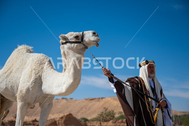 ارتباط الإبل بالأصالة والعراقة، ارتداء الزي الشعبي في المناسبة الوطنية، يوم بدينا  22 فبراير، الاهتمام والعناية بتربية حيوانات الجمال، رجل عربي خليجي سعودي يرتدي العقال الذهبي والبشت يقف بجانب حيوان الجمل في الصحراء, ذكرى تأسيس الدولة السعودية الأولى في 1727م